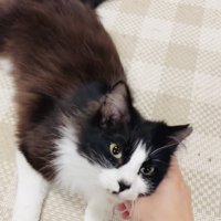 ママに撫でられるハチワレ猫
