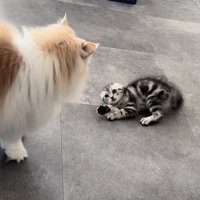 やんのかステップをする子猫と子猫を見つめるノルウェージャンフォレストキャット
