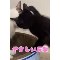 猫と子猫のケンカ