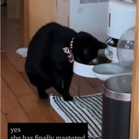 猫と自動給餌器