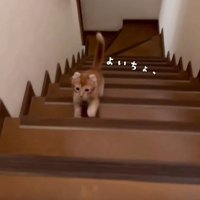 階段をのぼる子猫1