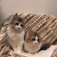 椅子の上に並んで座っている2匹の猫