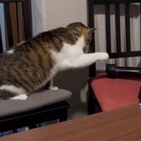 狙いを定める猫