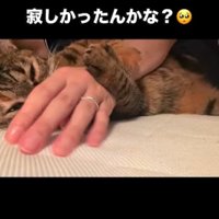 人の手に顔を近づける猫