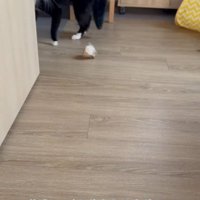 やんのかステップをする猫