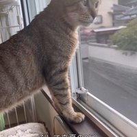 窓から外を見る猫
