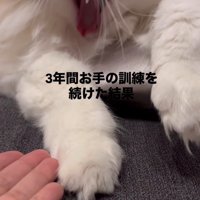 あくびをする猫