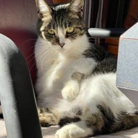 座っている猫
