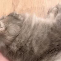 飼い主さんの手の上に寝転がる凪ちゃん