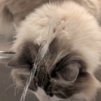 頭に水が当たる猫