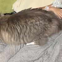 猫の背中をなでる姉