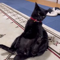 座った体勢から動こうとする猫