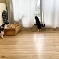寝ている茶トラ猫と3匹の白黒猫