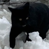 雪の上を歩く子猫
