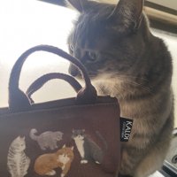 カバンを見る猫