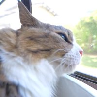 網戸越しに外を見つめる長毛猫