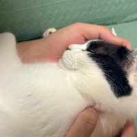 人の両腕に包まれて眠る猫の胸から上
