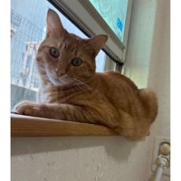 室内にいる猫