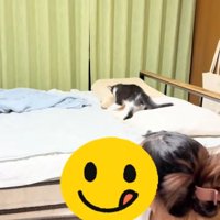 ベッドの上の子猫と振り返る飼い主