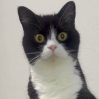 一点を見つめている猫の顔