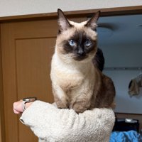 何かを見つめる猫