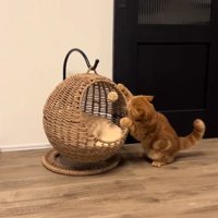 キャットハウスに触る猫