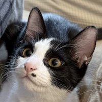 茶トラ猫の隣で飼い主を見上げるハチワレ猫