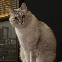 座る猫