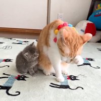 成猫を見つめる子猫