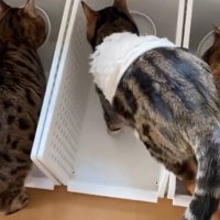 ごはんを食べる猫