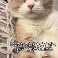 「なでなで気持ち良すぎて...」のテロップ写真2