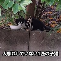 外にいるハチワレ猫