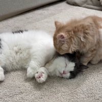 毛づくろいしている猫と寝ている猫