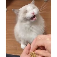 カリカリを食べる猫