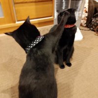猫パンチする猫