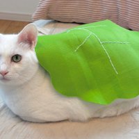 緑の布をまとった猫（アップ）