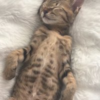 ソファの背もたれの隙間で寝ている子猫（上半身アップ）