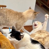 揉めている2匹の猫