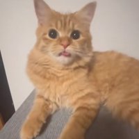 キョトンと見つめる猫