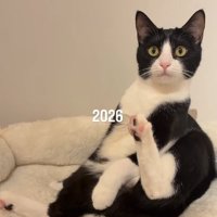 座っているハチワレ猫