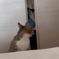 クローゼットを見る猫