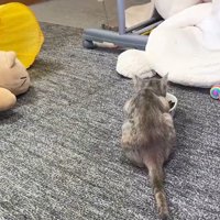 食べる猫（背中）
