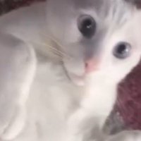 目を見開いて男性を見つめる猫