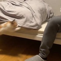 ベッドに座る人とそこに飛び乗ろうとする子猫