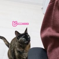 見つめるももちゃん