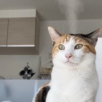 頭から湯気を出している目を開いた猫（半身）