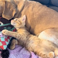 寝そべる犬と猫