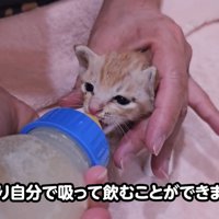 テロップ「やはり自分で～」