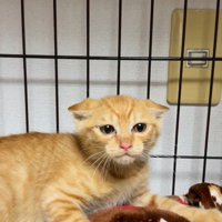 ケージの中で耳を伏せて警戒する茶トラの保護子猫