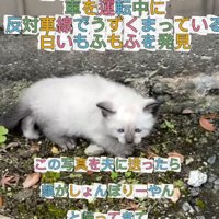 外にいる子猫